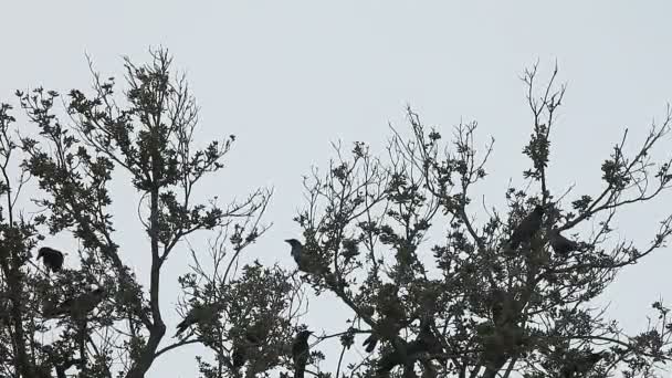 カラスの群れが木のて上を飛び込んでくる — ストック動画