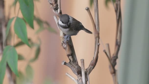 Hungrig Chickadee Samtal Till Förälder Ger Mat — Stockvideo