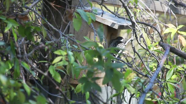 Ein Junger Specht Versucht Entweder Das Eintrittsloch Eines Vogelhauses Vergrößern — Stockvideo