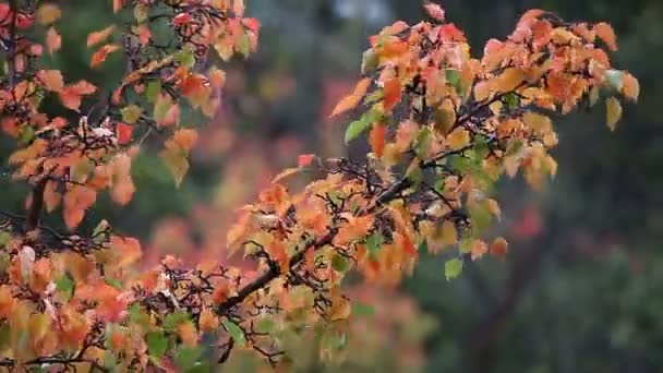 Крабове Дерево Показує Осінні Кольори Під Дощем — стокове відео
