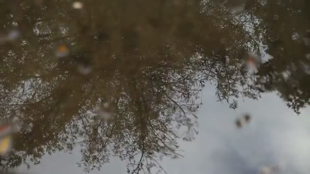 Zrní Strom Odráží Kaluži Deštivého Dne — Stock video