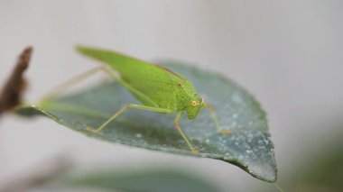 Büyük yeşil bir böceğin makrosu