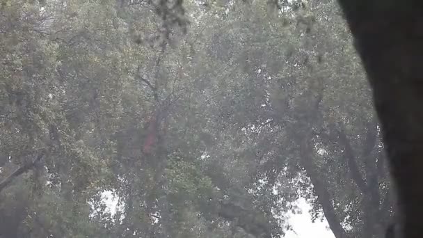 Tempête parmi plusieurs chênes en Californie 