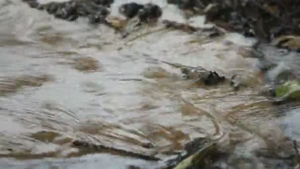 雨水在暴风雨中淹没后院庭院 — 图库视频影像