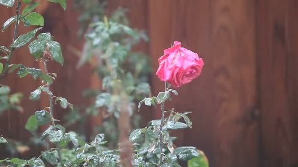 Róża Jest Pelted Przez Stałe Opady Deszczu — Wideo stockowe