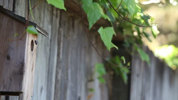 一只歌鸟把一些植物从篱笆上的巢箱里运来 — 图库视频影像