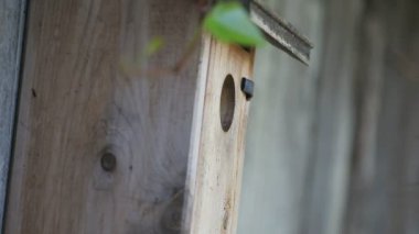 Bir chickadee ilkbaharda yuvasında çalışır.