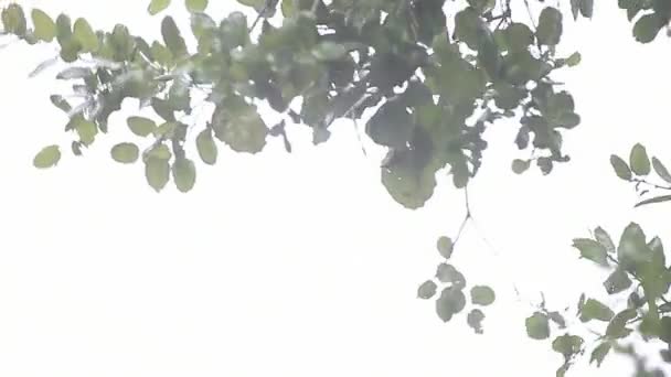 コピースペースを持つ明るい空の背景に対する緑の葉 — ストック動画