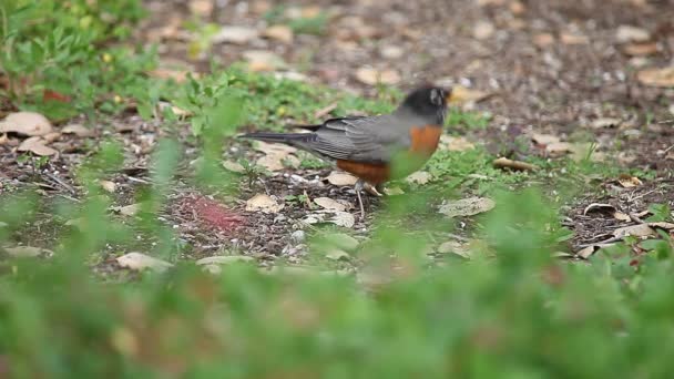 Large Songbird Pulls Grub Out Groun — Stock Video