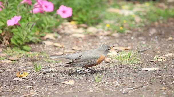 Robin Pecks Ziemi Wiosnę — Wideo stockowe