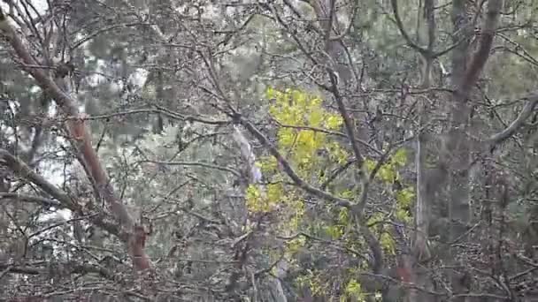 在冬季的暴风雨中 大多数是光秃秃的树木 — 图库视频影像