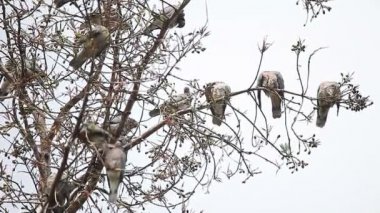 Güvercin sürüsü kendilerini tımar 