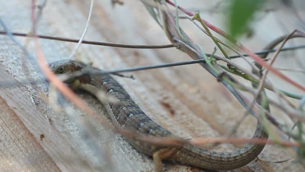 Un lézard est surpris quand le treillis métallique sur une clôture est tapé 