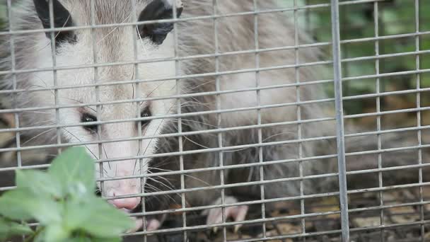 Gros Plan Opossum Dans Piège Destiné Aux Écureuils — Video