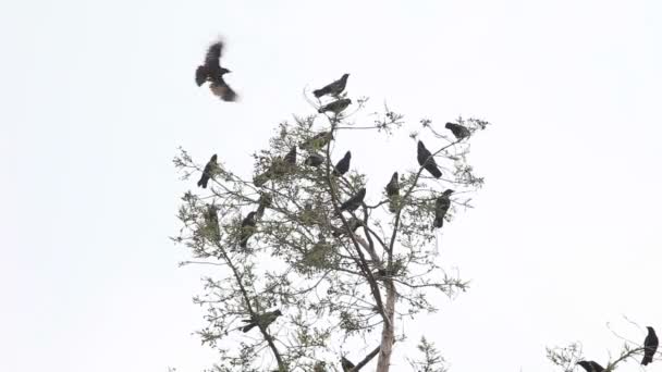 Noisy Crows Perched Treetop Some Flying Landing — Stock Video