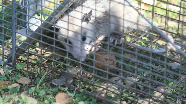 Una Zarigüeya Juvenil Sido Atrapada Una Trampa Para Ardillas — Vídeos de Stock