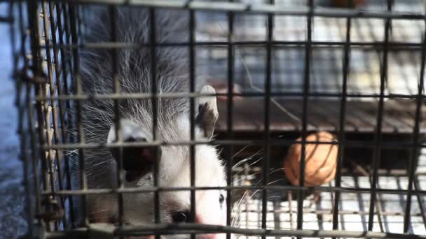 Ung Possum Reagerar Olika Ljud Väntan Att Släppas — Stockvideo