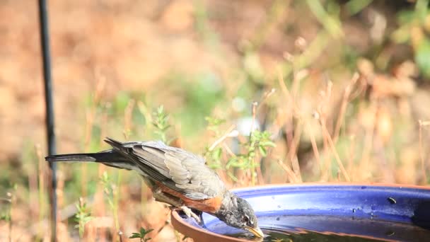 Merle Boit Assoiffé Jusqu Que Son Compagnon Atterrisse — Video