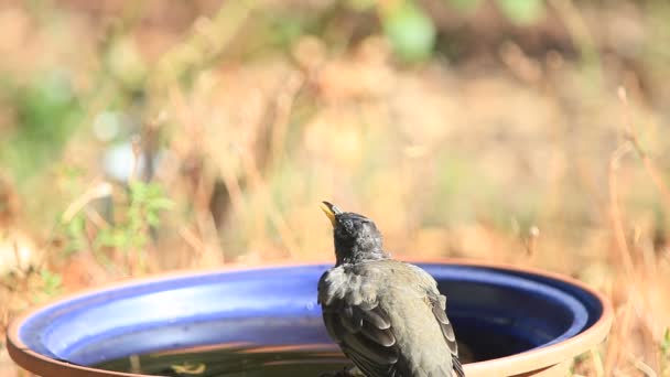 Bir Sonbahar Gününde Bir Arka Bahçesinde Kuş Içecekler — Stok video