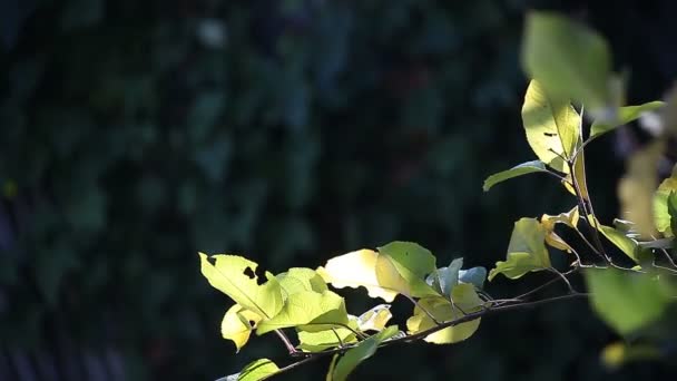 秋の落葉樹の葉とテキストの余地 — ストック動画
