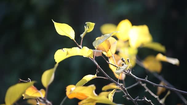 Folhas Uma Árvore Fruto Outono Com Espaço Texto — Vídeo de Stock