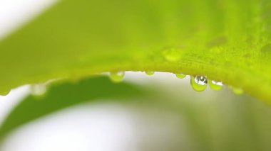Su büyük bir yaprağın altında toplanır