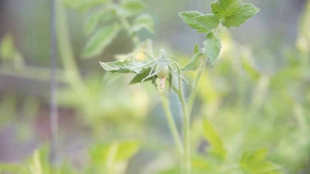 Tomate Inmaduro Que Forma Principios Verano — Vídeos de Stock