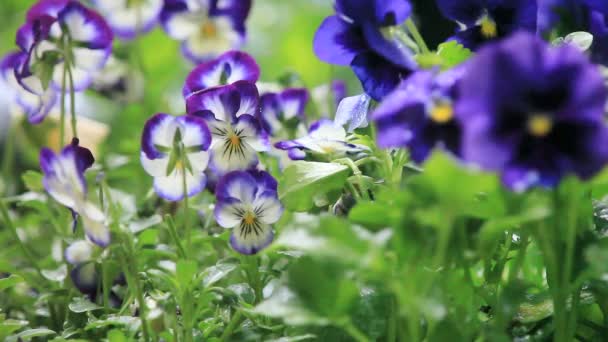 Flores Multicolores Durante Una Ducha Ligera — Vídeos de Stock