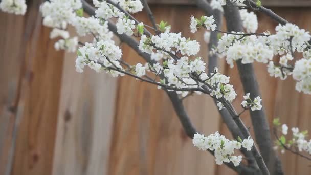 Fruit Tree Blooms Next Wood Fence — Stock Video