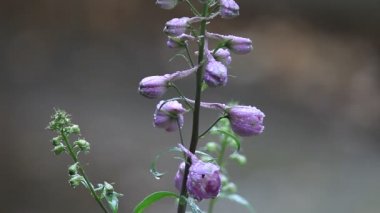 Kopya alanı ile bir bahar duş Pastel delphinium çiçekler