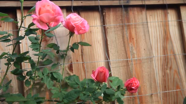 木のフェンスの隣に育つピンクのバラ — ストック動画