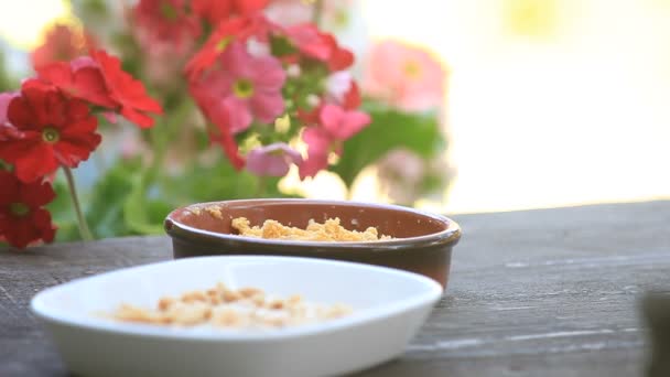 Pequeno Pássaro Quintal Pousa Prato Come Manteiga Amendoim Suet — Vídeo de Stock