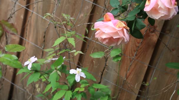 Bleke Roze Bloemen Een Draad Trellis Een Houten Hek — Stockvideo