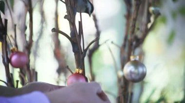 Arka bahçe kuş fotoğrafçı bir fıstık alır