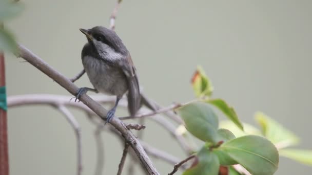 Newly Fledged Chickadee Shakes Its Wings Cries Fed — Stock Video