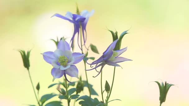Pale Liliowy Kolorowe Kwiaty Smukłych Łodyg Miejsca Tekst — Wideo stockowe