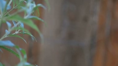 Altın böcek gezinir ve bir buddleia veya kelebek çalı etrafında uçar.