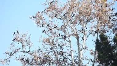 Büyük kuş sürüsü tüneiyor, iniş ve yüksek sesle ararken havalandı