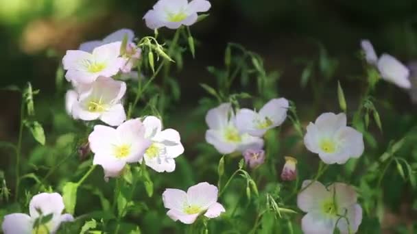 Ljusrosa Blommor Gungning Blåsig Eftermiddag — Stockvideo