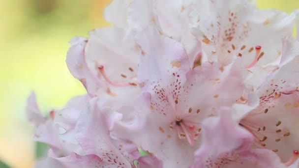 Vista Perto Uma Flor Rododendro Rosa — Vídeo de Stock