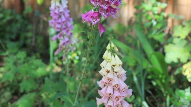 Paarse Roze Crèmekleurige Bloemen Een Lente Middag — Stockvideo