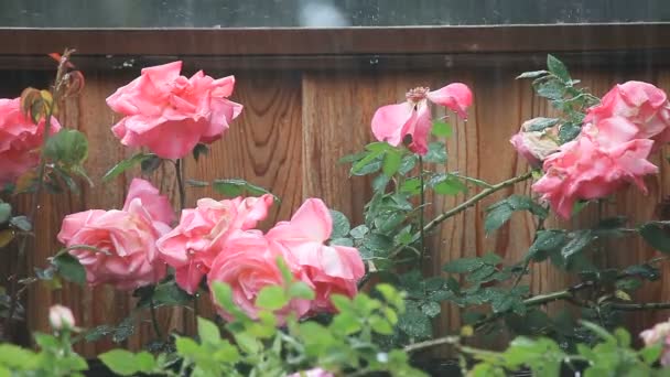 Тяжелый Весенний Душ Падает Розовые Розы Рядом Забором — стоковое видео