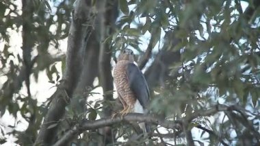 Genç bir şahin bir banliyö ağacının altında av arar.
