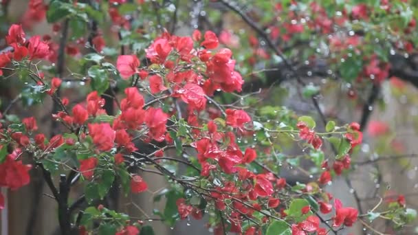 Rode Bougainville Vine Een Gestage Regen — Stockvideo