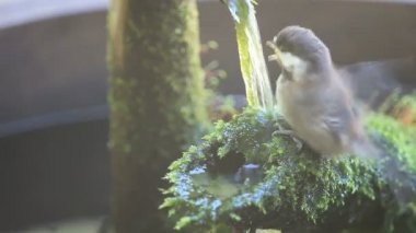 Genç chickadee yosun kaplı bir çeşme üzerinde tüneyen ve ıslak alır