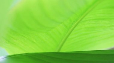 Büyük yeşil yapraklar, bir doğa veya çevre arka plan için uygun