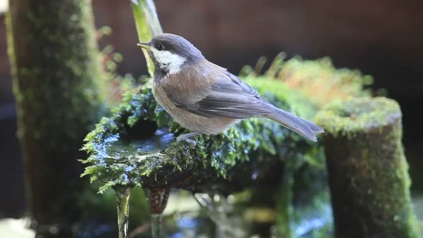 飲むために庭の噴水に逃げ出した鳥がパーチ — ストック動画