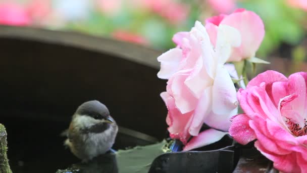 Jungvogel Hockt Auf Einem Gartenbrunnen Und Badet Filter Neben Rosa — Stockvideo