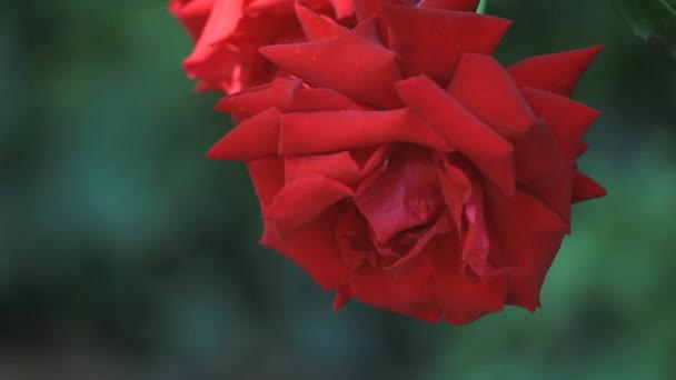 Levendig Gekleurde Bloemen Met Ruimte Voor Tekst — Stockvideo