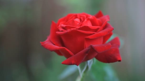 Flor Vermelha Profunda Closeup Dia Verão — Vídeo de Stock